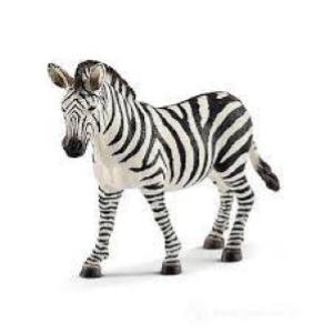 Zebra Femmina Giovane -20780-